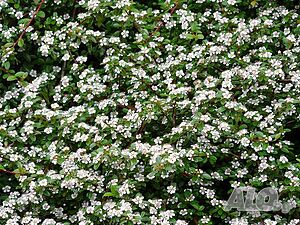 Котонеастър (Cotoneaster horizontalis)