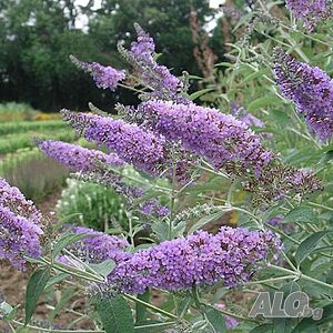 Будлея (Buddleja sp.)