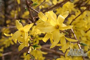 Форзиция (Forsythia Intermedia)