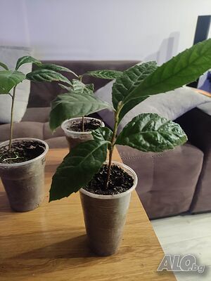 Продавам разсад Японска мушмула(Eriobotrya japonica)