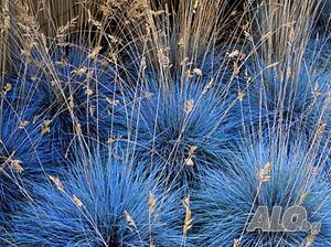 Фестука синя трева(Festuca glauca) декоративна трева