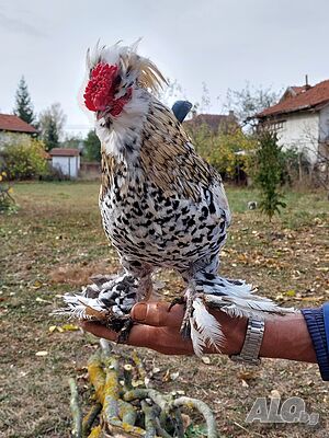 Продавам джинки Струмски бантам