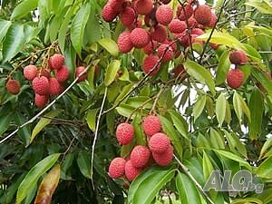 Личи (Litchi chinensis, Lychee)