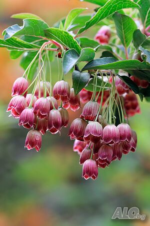 Енкиантус кампанулис/ enkianthus campanulatus