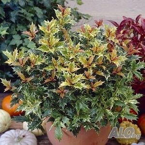 Османтус Триколор-(Osmanthus’Goshiki’)