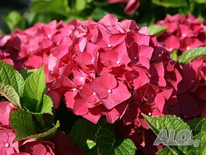 hydrangea red baron