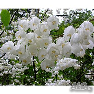 Halesia carolina (Халезия каролина)