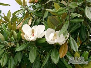 Magnolia Grandiflora (Магнолия Грандифлора)