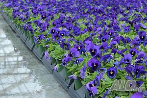 Viola sorbet Blue blotch (Теменужка мини Синьо петно)