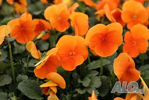 Viola sorbet Orange(Теменужка мини Оранжева)