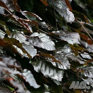 Fagus syl. Atropunicea (Бук Атропуницея)150/170см