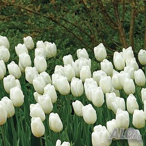 Tulip Hakuun(Лале Хакуун)