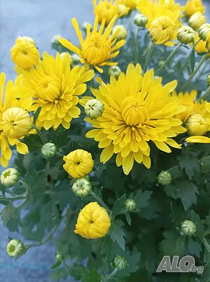 Chrysanthemums(Хризантема кълбовидна)