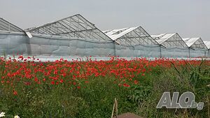 Продава се оранжериен комплекс в село Куртово Конаре, община Стамболийски, с обща площ 100 декара