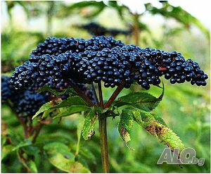 Бъзак - Sambucus ebulus) Разсад