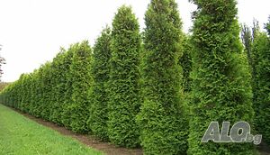 Западна Туя Брабант - Thuja occidentalis Brabant