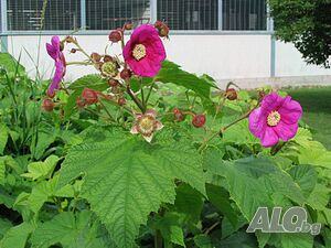 Малина (rubus odoratus) - розово цъфтяща малина