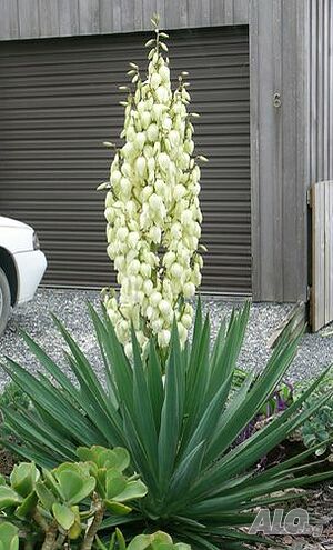 Юка (Yucca)