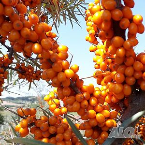 Облепиха (Hippophae)