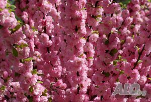 Японска Слива- Prunus triloba Студоустойчива