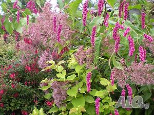 Хималайски храст(Himalayan honeysuckle)