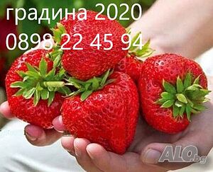 Ягода Максим - Strawberry Maxim Ягода гигант с прекрасен вкус и лесна за отглеждане