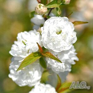 Японска вишна Алба/ Prunus glandulosa Alba Plena