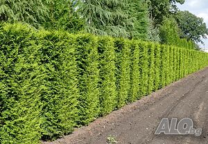 Западна Туя Брабант - Thuja occidentalis Brabant