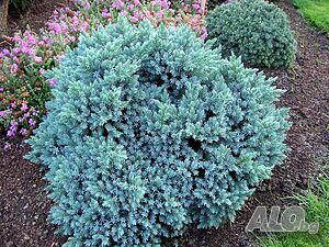 Хвойна Синя звезда - Juniperus squamata Blue Star