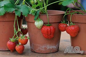 Ягода Скала’. Fragaria x ananassa ’Scala’ - с аромат на дива ягода