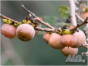 Кавказка райска ябълка - Diospyros lotus