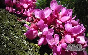 Див рожков (Cercis siliquastrum) Дърво на Юда