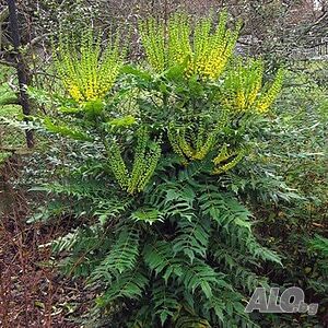 Махония (Зимно слънце) Mahonia media ’winter sun’