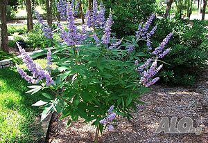 Аврамово дърво, витекс агнус кастус Дърво на целомъдрието (Vitex agnus castus)