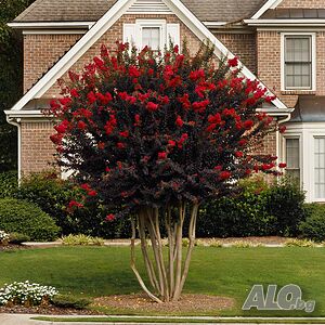 Индийски люляк Lagerstroemia indica Black Diamond Crimson red