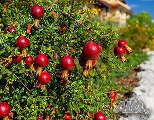 Мини нар - Punica Granatum Nana