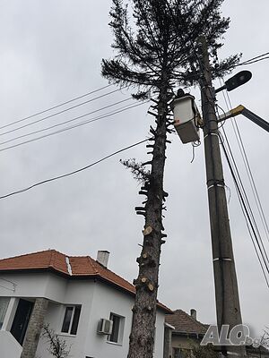 рязане и кастрене на опасни дървета
