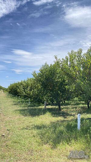 Землището на с. ”Ковачите -продава плододайна прасковена градина, капково напояване, сонда