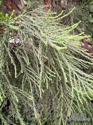 image_15