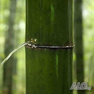 image_10