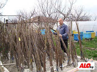 разсадник за орехи фиданки