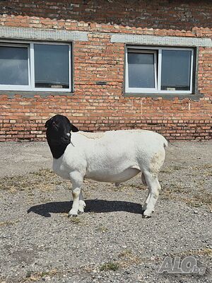 image_7