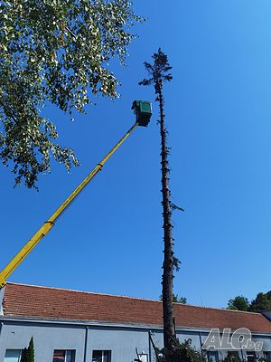 Рязане и кастрне на опасни дървета с автовишка. Премахване на клони с вишка