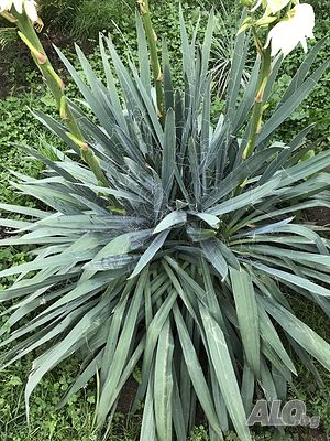 Градинска юка, Юка филаментоза, Yucca filamentosa