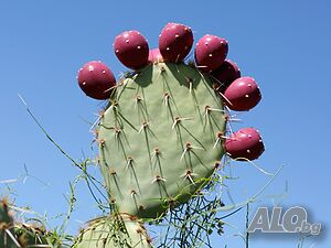 Студоустойчив ядлив кактус Опунция, Opuntia engelmannii, екзотични, овощни