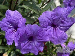 Руелия, Ruellia tuberosa, лилава и розова, цъфтящи, декоративни