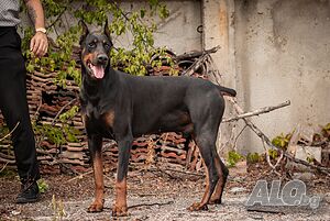 Доберман /Doberman puppies