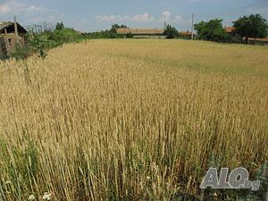 Продавам парцел в село Кривня, област Варна