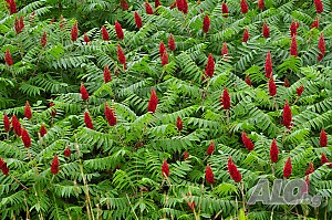 Фиданки посадъчен материал и семена Рустифина (Rhus typhina Dissecta)