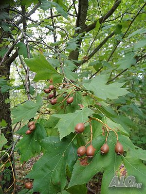 Брекина (Sorbus terminalic) плодно медоносно дърво